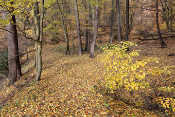 Herbst im Hennefer Hanfbachtal