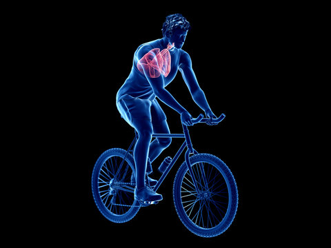 3d rendered illustration of a cyclists lung