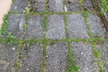 Obraz premium bewachsene Gartensteinplatten