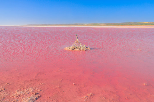 Pink Salt Lake in Gregory, Western Australia. Horizon landscape of Hutt Lagoon between Geraldton and Kalbarri. Vivid pink color for the presence of algae in summer. Blue sky with copy space.