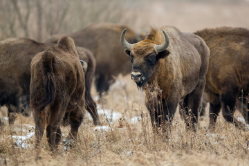 European bison - Bison bonasus in the Knyszyn Forest (Poland)
