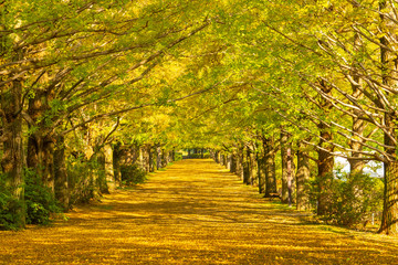 Tunnel of ginkgo trees