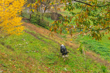 Cows walking around the agriturism territory on a rainy October day. Picturesque colourful autumnal view in Novacella, Varna in South Tyrol, Italy, Europe.