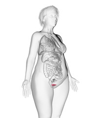 Fototapeta premium 3d rendered medically accurate illustration of an obese womans bladder