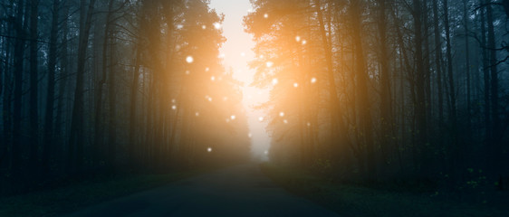 The road in the dark, gloomy forest, magic in the forest, the light in the dark.