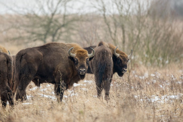 European bison - Bison bonasus in the Knyszyn Forest (Poland)