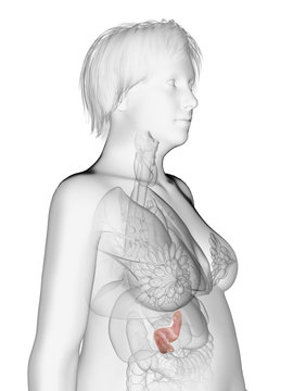 3d rendered medically accurate illustration of an obese womans pancreas