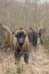 European bison - Bison bonasus in the Knyszyn Forest (Poland)