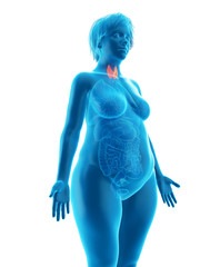 3d rendered medically accurate illustration of an obese womans thyroid gland