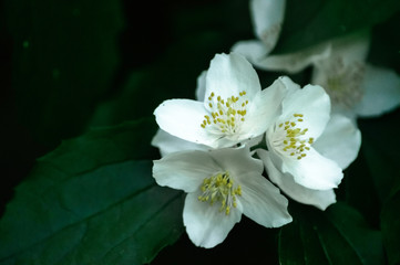 beautiful flowers in the garden