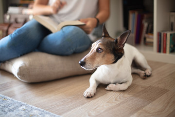 Little Jack Russell lying beside its owner on floor in a living room