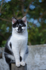 Black and white cat sitting upright on top of pole, with blurred green background. Cat has white chest with black and whaite face
