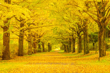 Tunnel of ginkgo trees