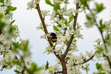 spring flowers in the garden