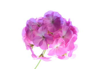 pink flower isolated on white background