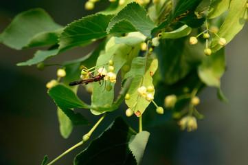 spider on a leaf