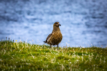 Beautiful View at Shetlands