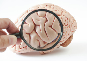 Magnification of human brain model on white background