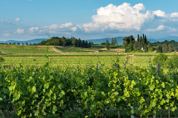 Fototapeta na wymiar Vineyards of the Collio. 