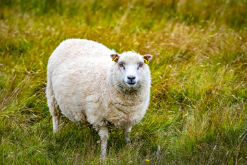 Obraz premium Shetland sheep at Shetland Islands