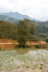 rice terraces in vietnam with lake