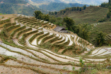 rice terraces in vietnam