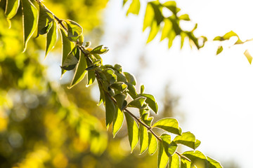 Morning leaves and beautiful light