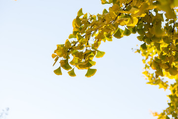 Ginkgo leaves against the blue sky, beautiful autumn background
