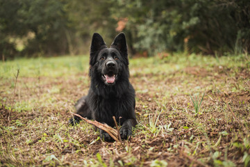 Black german shepherd dog in autumn forest, selective focus