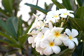 Fototapeta premium Frangipani Tropical Spa Flower. Plumeria flower on plant