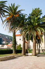 Fototapeta premium Palm trees on the background of the old town buildings with red tiled roof.