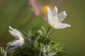 Blüten der weißen Pulsatilla