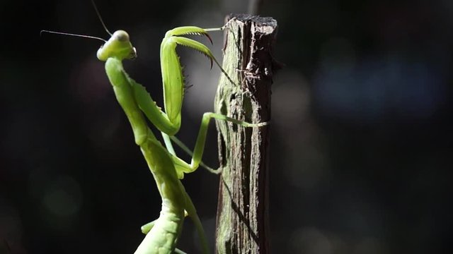 Praying Mantis clings to a twig.