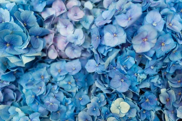 Foto op Aluminium blue flowers background © Nicolai