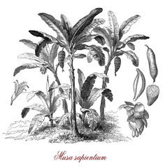 Banana plant is a flowering plant, which produced edible berries in clusters protected by a peel, called sweet bananas © acrogame