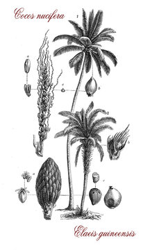 Vintage botanical engraving of Elaeis guineensis, palm native to Africa, the fruits are used for the production of palm oil