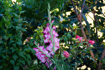 Gladioli e rose