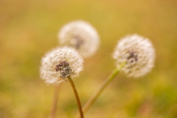 Dandelion in field. Closeup