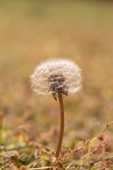 Dandelion in field. Closeup