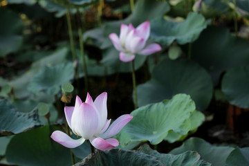 Lotus  Flower  in pond