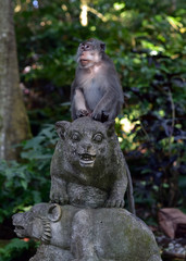 Monkeys at the Ubud Monkey Forest is a nature reserve and Hindu temple complex in Ubud, Bali, Indonesia