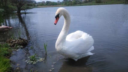 Fototapeta premium swan on lake