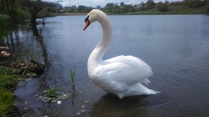 swan on lake
