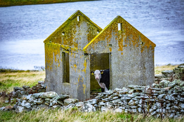 Cow at Scotland, Shetland Islands - obrazy, fototapety, plakaty