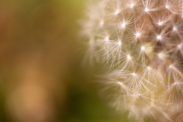 Close up of a dandelion. Dandelion macro