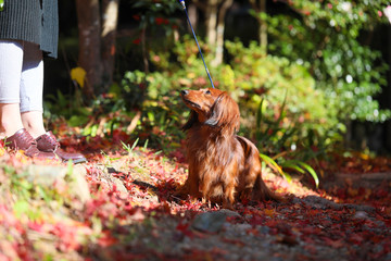 秋を楽しむダックスフンド