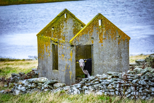Cow at Scotland, Shetland Islands
