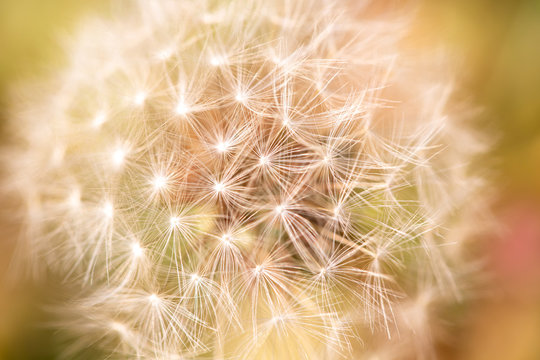 Fototapeta Close up of a dandelion. Dandelion macro