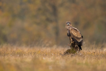 Birds of prey - white-tailed eagle in flight (Haliaeetus albicilla)