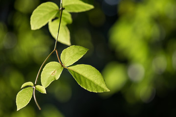 Green hanging leaves with bokeh background